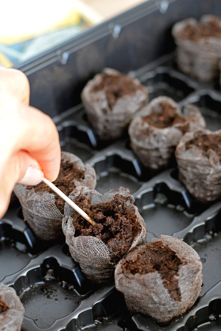 How To Start Seedlings Indoors With Peat Pellets Isabel Eats