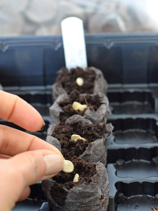 How to easily start seedlings indoors with peat pellets. This is a great way for beginner vegetable gardeners to start their seeds indoors for a great start to the gardening season!