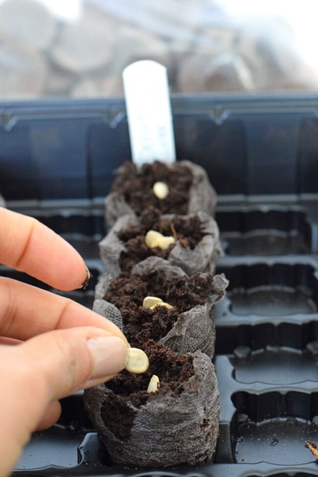 how-to-start-seedlings-indoors-with-peat-pellets-isabel-eats